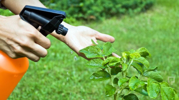 Bitki koruma ürünleri ithalatına düzenleme