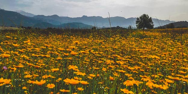 Bitkiler hangi hastalığa iyi gelir? Hangi hastalığa hangi bitki tedavisi uygulanmalı