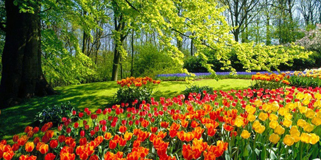 Bitkilerin diyaloğu kanıtlandı