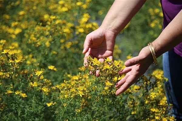 'Bitkilerin Profesörü' tek tek anlattı! Bu bitkinin iyi gelmediği hastalık yok