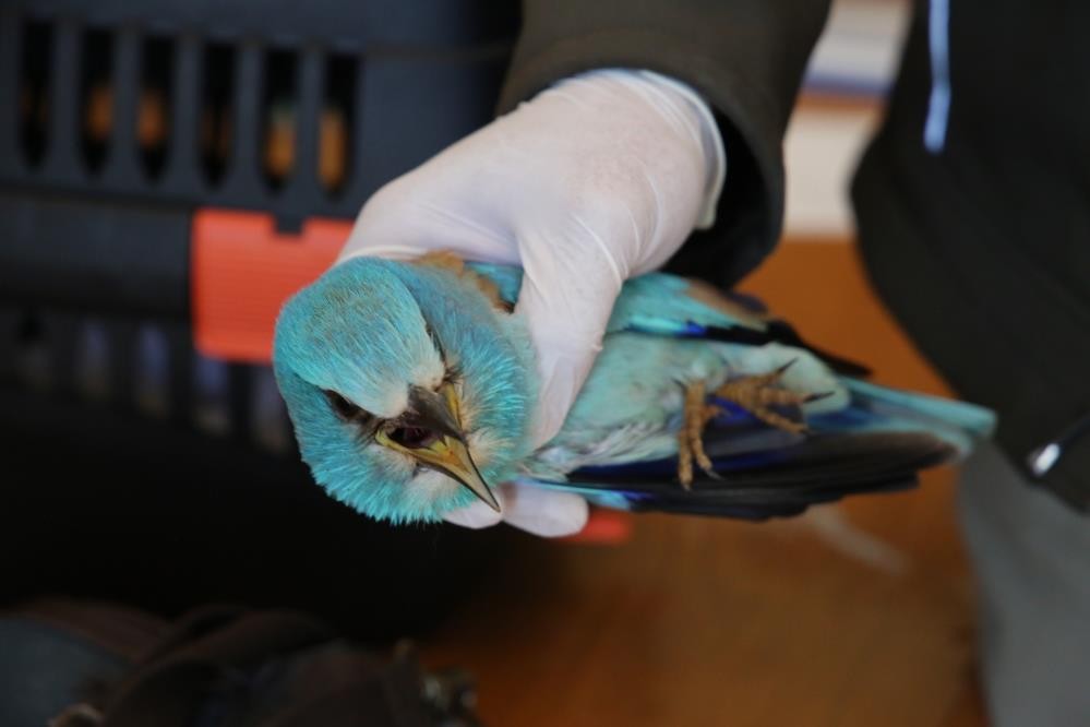 Bitkin bulunan Hint gökkuzgunu kurtarıldı