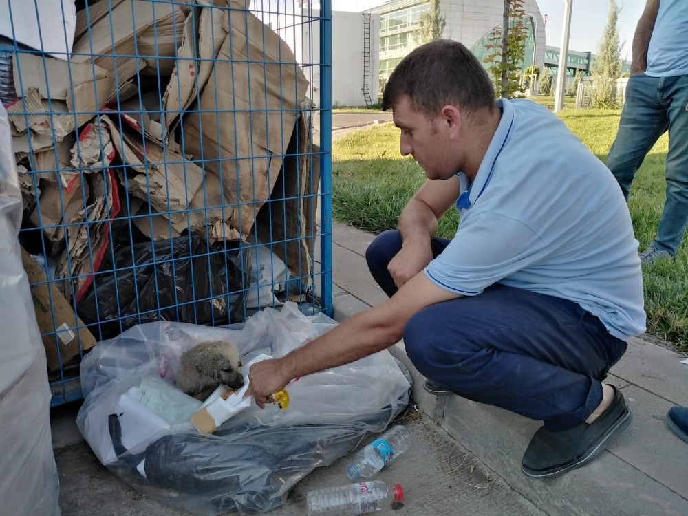 Bitkin düşen köpeği elleriyle besledi 