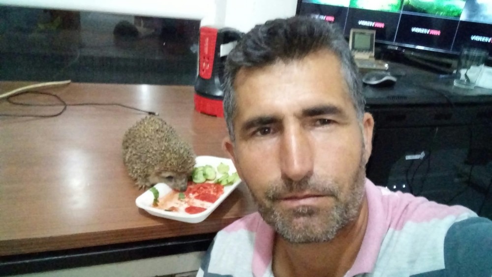 Bitkin halde bulduğu kirpiyi besleyip ismini ’Sağlık’ koydu 