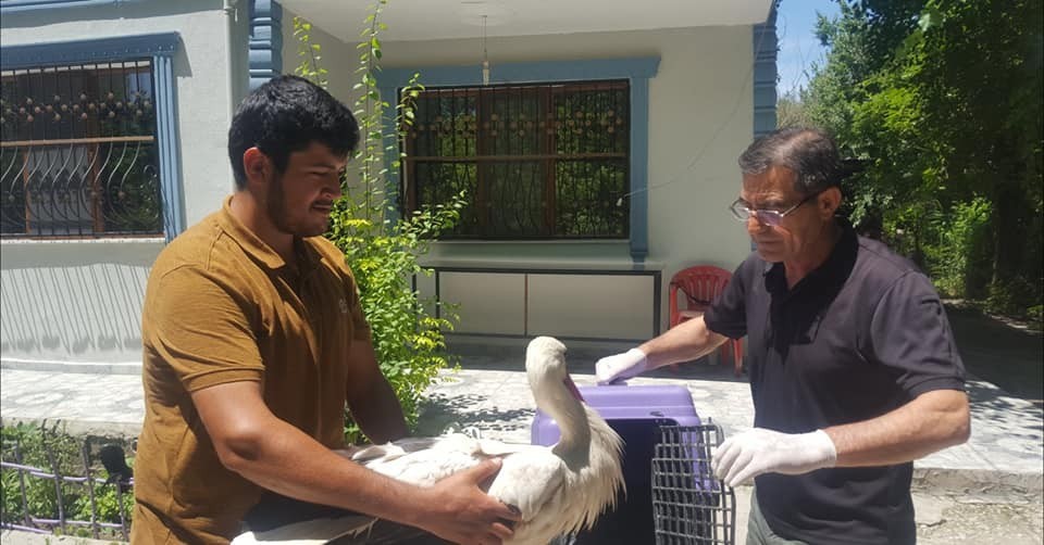 Bitkin halde bulunan leylek tedavi altına alındı 