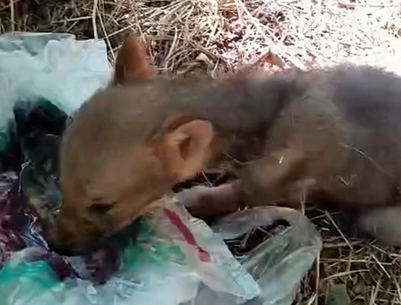 Bitkin tilki yavrusunu böyle besledi