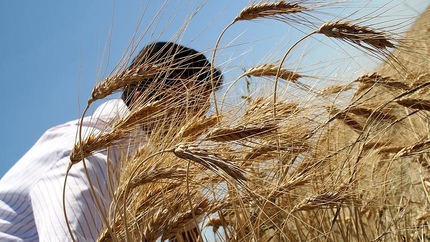 Bitkisel üretim arttı