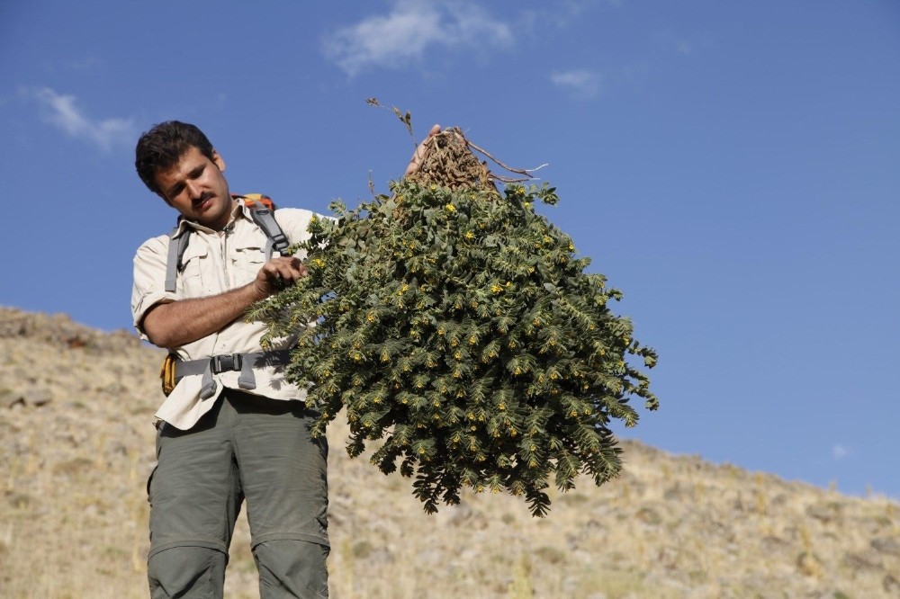 “Bitkisel yöntemler koronavirüse karşı umut oldu” 