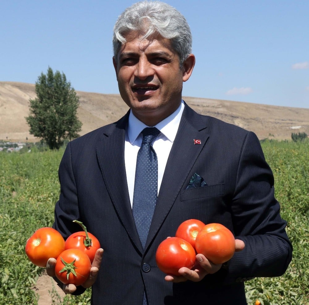 Bitlis domatesten yılda 200 milyon TL kazanıyor 