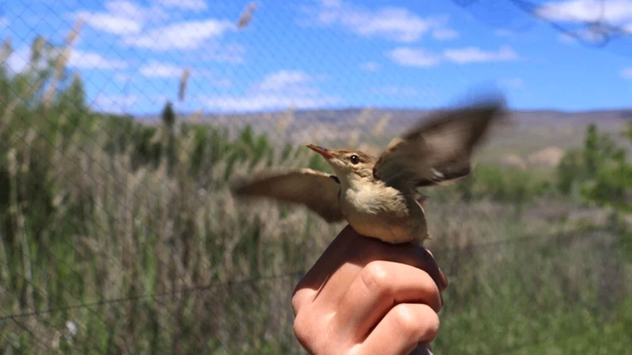Bitlis, yaklaşık 300 kuş türüne ev sahipliği yapıyor