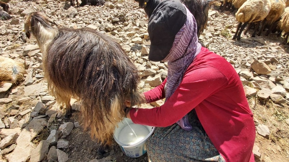 Bitlis’te berivanlar sezonu açtı 