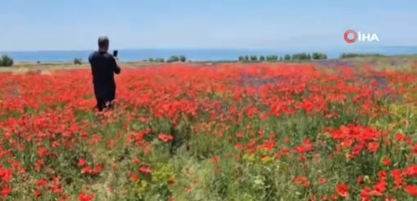 Bitlis’te gelincikler açtı, doğa kırmızıya büründü!