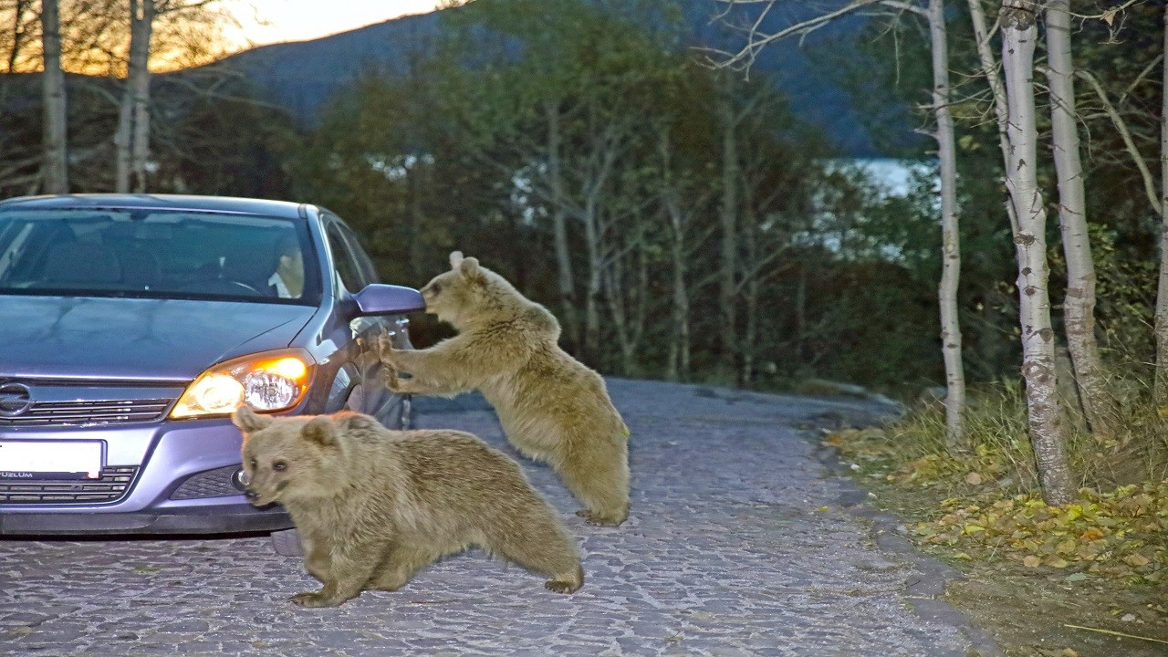 Bitlis'te korku dolu anlar! Aç kalan ayılar araçlara saldırdı