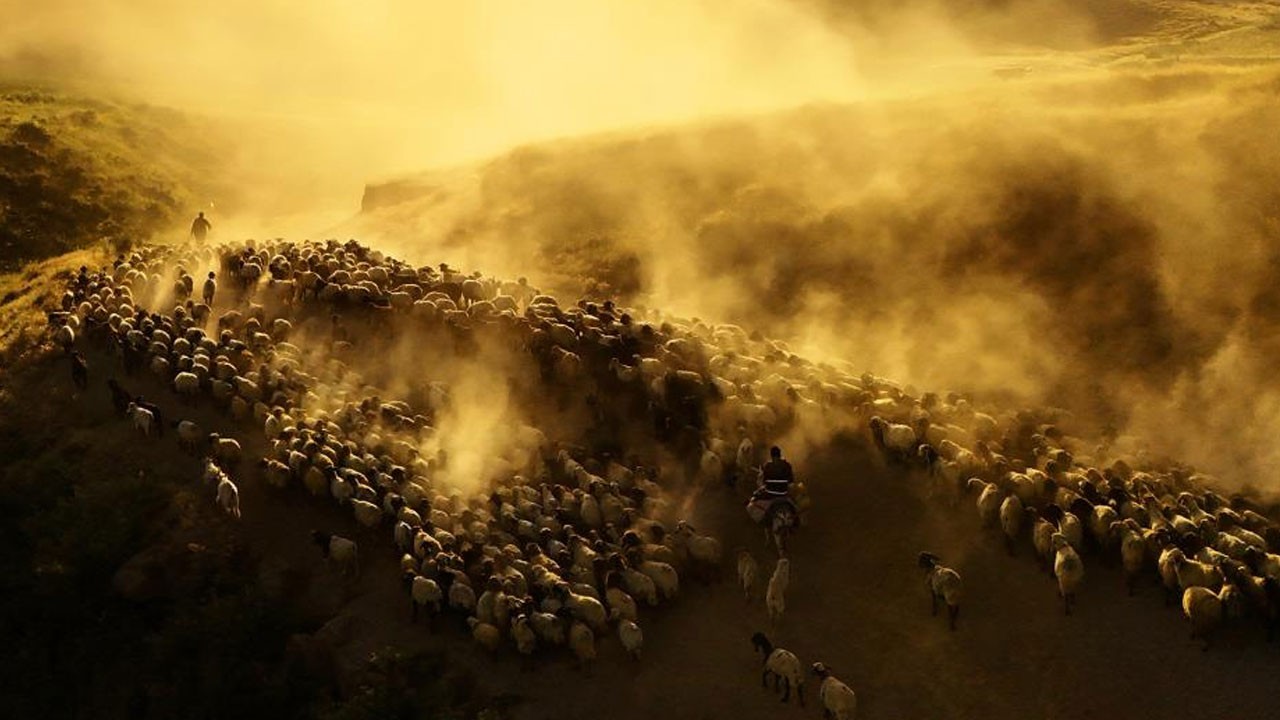 Bitlis'te koyun sürülerinin tozlu yolculuğu