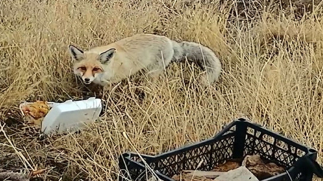 Bitlis’te sıra dışı dostluk