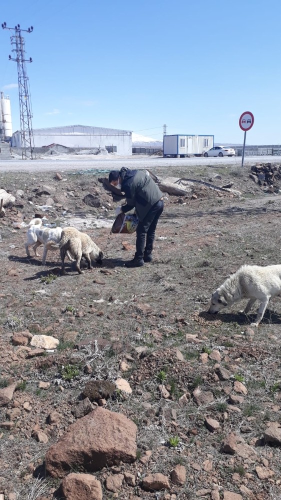 Bitlis’te sokak hayvanlarına yiyecek ve mama desteği 