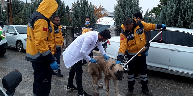 Bitmek bilmiyor: O ilde kuduz alarmı!