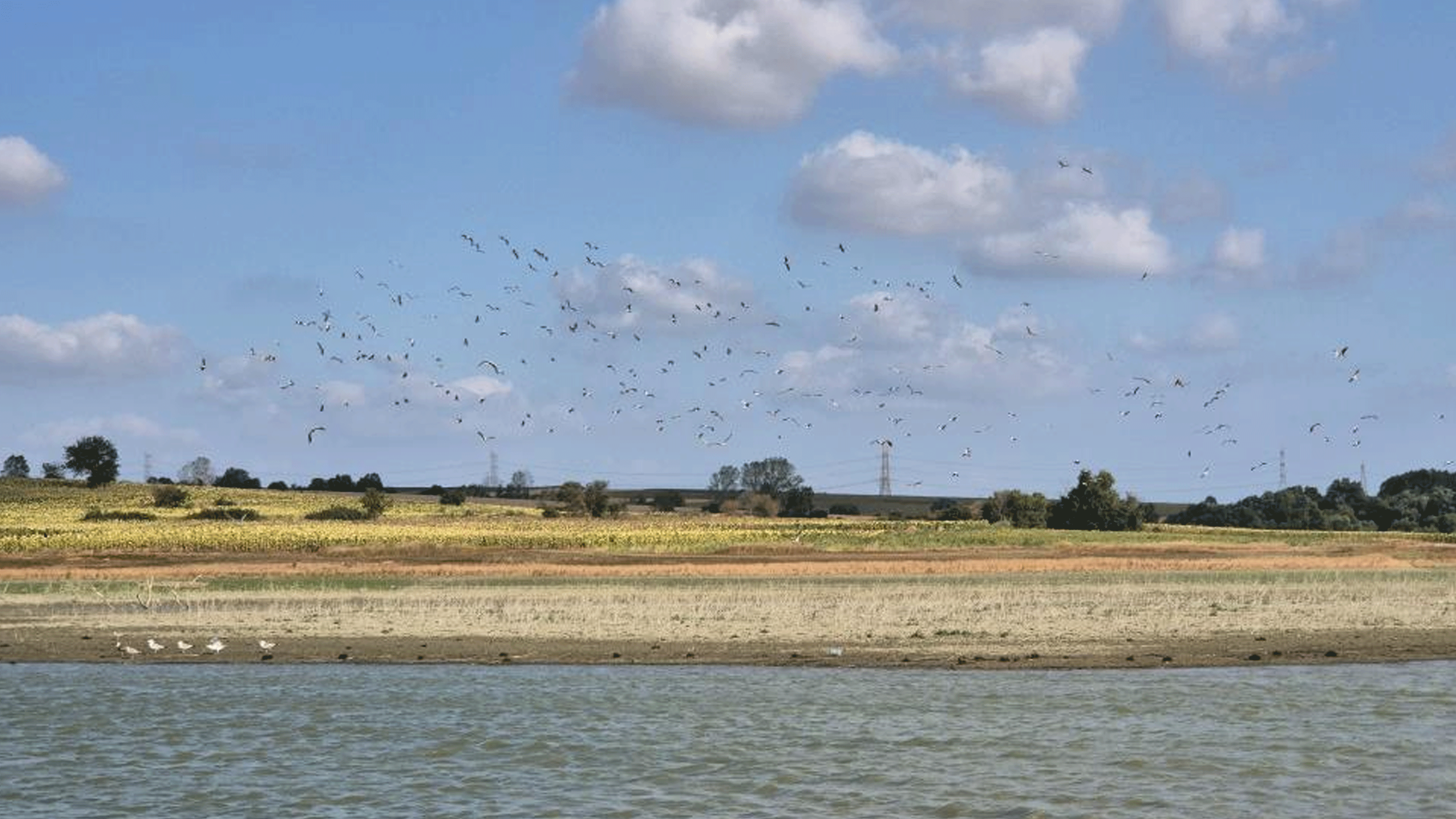 Bıyıkali Göleti’nde binlerce leylek bir araya geldi
