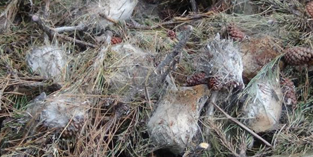 Biyolojik mücadeleye adacık yöntemi!