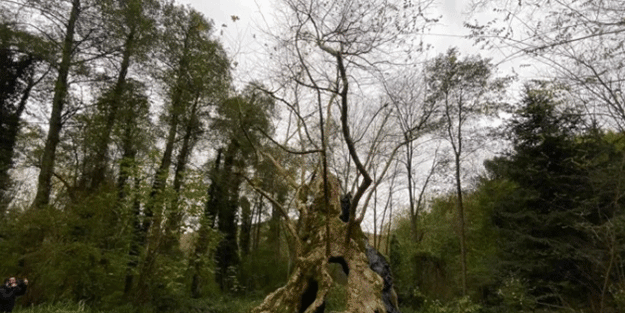 Bizans ve Osmanlı dönemlerine tanıklık etti! İstanbul’un en yaşlı ağacı bakın nerede