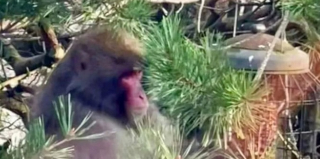 BM ülkesi şoka girdi: Maymun kaçtı!