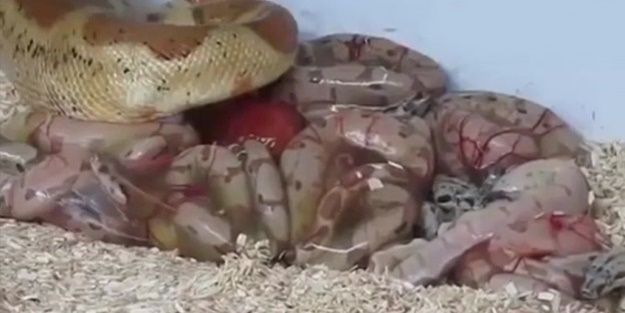 Gözlerinize inanamayacaksınız! İşte Boa yılanının doğum anı...