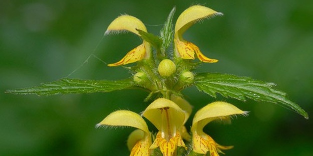 Böbrek iltihabınız varsa Sarı Ballıbaba tüketin!