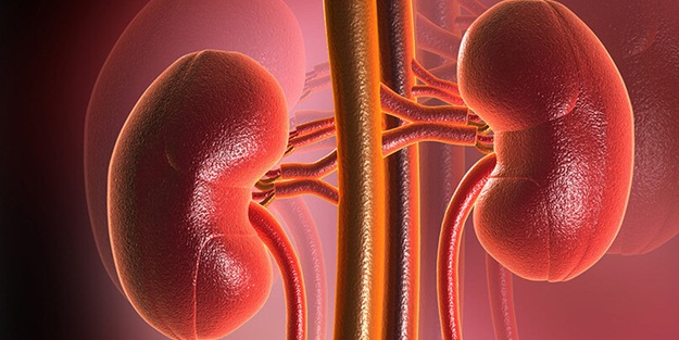 Böbrek sağlığı için 15 altın kural