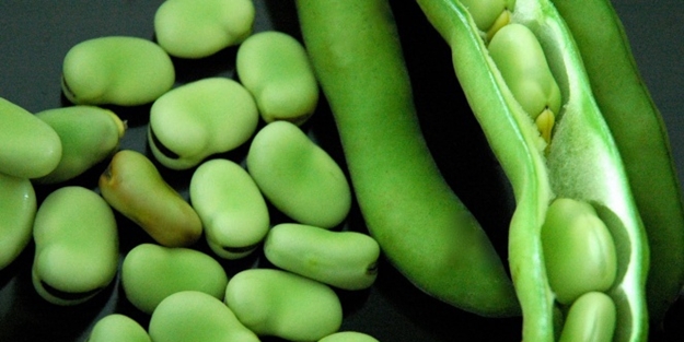 Böbreklerin dostu bakla