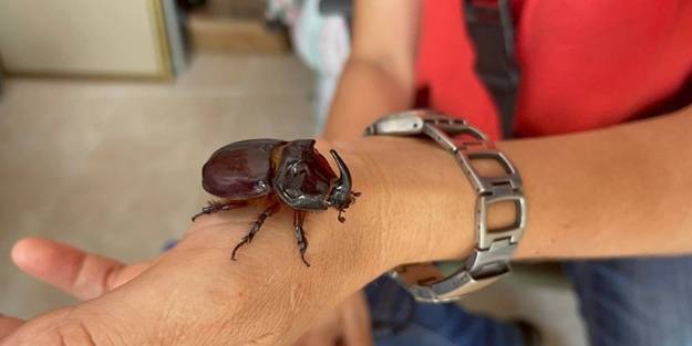 Böceğine gözü gibi bakıyor: 90 bin lira olduğu söyleniyor