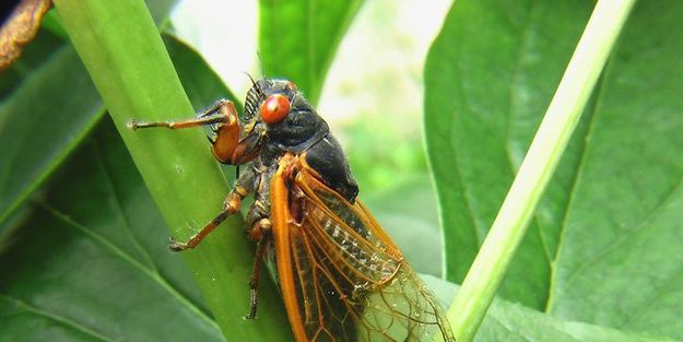 Böcek basacak: Ve son kurban Amerika oldu! Kıyamet alameti gibi! Ağustos böcekleri için satılan ilaç için herkes zincir marketlerde olacak!