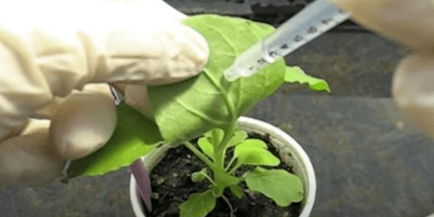 Böcek ilaçlarının yerini genetiği değiştirilmiş bitkiler alıyor!