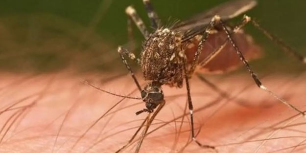 Böcek ve sivrisinekleri uzak tutan 7 bitki