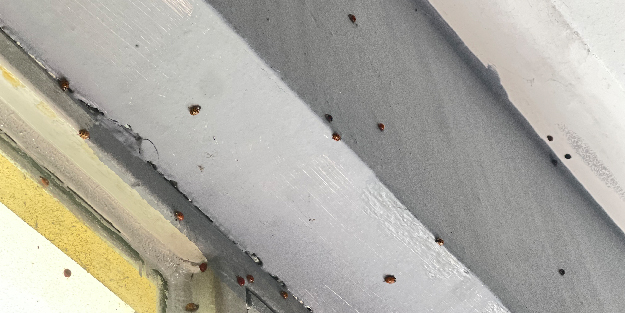 Böcekler evlere kadar istila etti! Köylü teyakkuza geçti