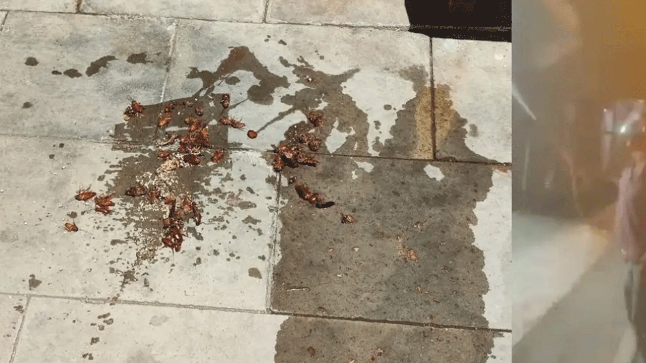 Böcekler her yeri istila etti! Vatandaşlar belediyeye öfkeli!