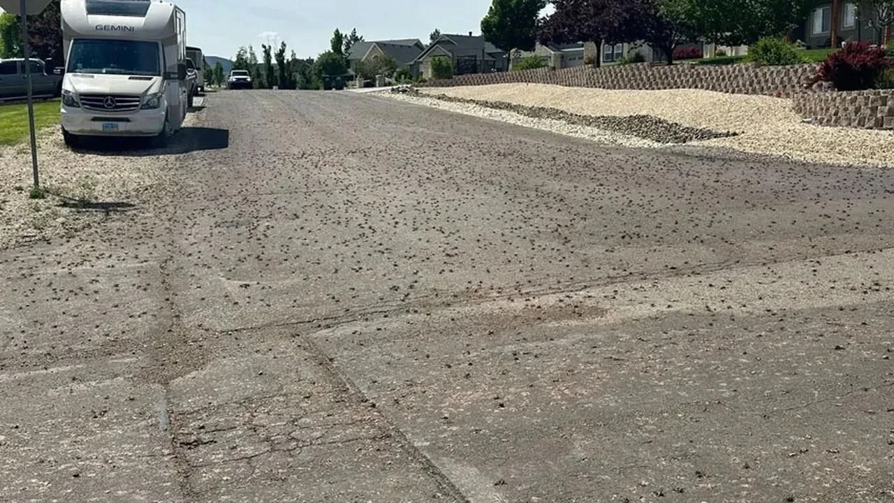 Böcekler şehri istila etti!