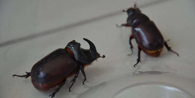 Böceklerden nasıl kurtulunur?