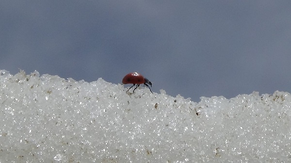 Böceklerin kar üzerinde zorlu yolculuğu