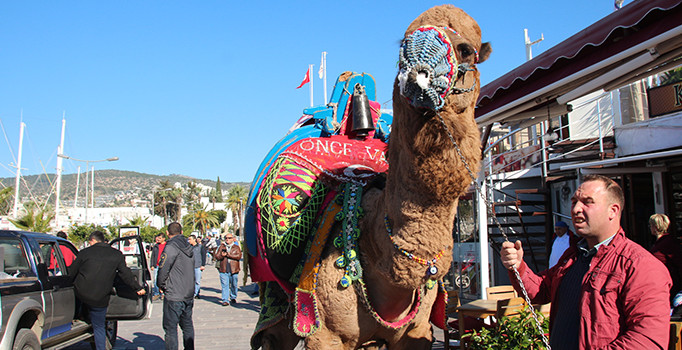Bodrum sokaklarında develer gezdirildi