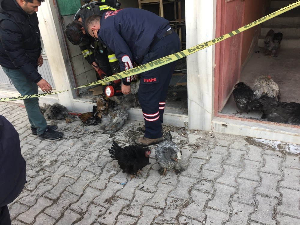 Bodrum yangınında tavuklar telef oldu 