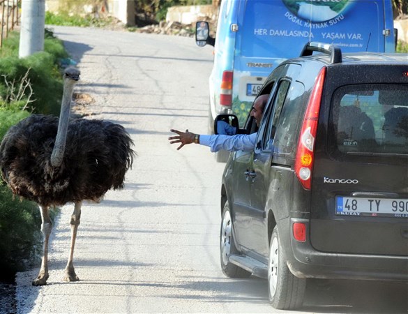 Bodrum yollarında deve kuşu şaşkınlığı