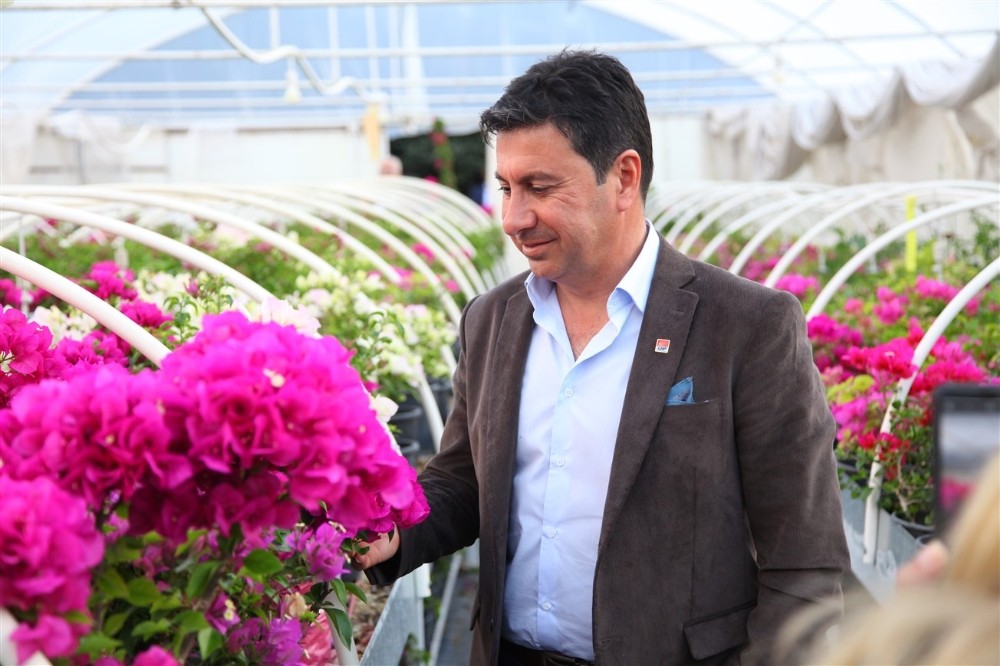 Bodrum’a begonvil festivali geliyor 