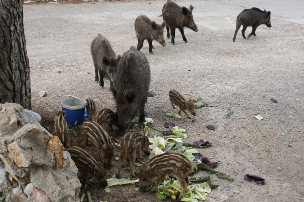 Bodrum’a sessizlik çökünce yaban domuzları şehre indi 