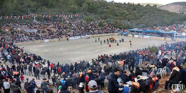 Bodrum'da 150 deveyle 'Güreş Festivali'