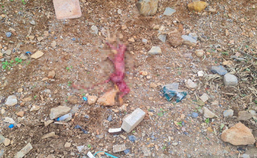 Bodrum'da derisi yüzülmüş tilki bulundu