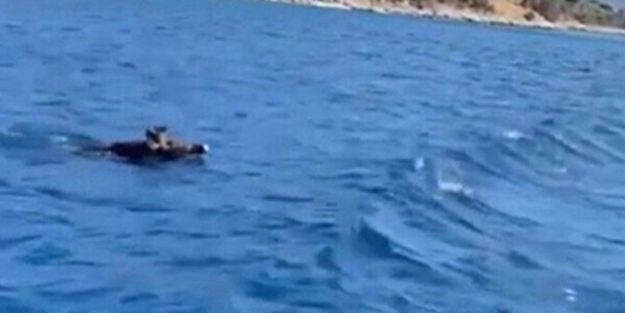 Bodrum'da görüldü! Önce balık sandılar gerçek ortaya çıkınca kimse inanamadı