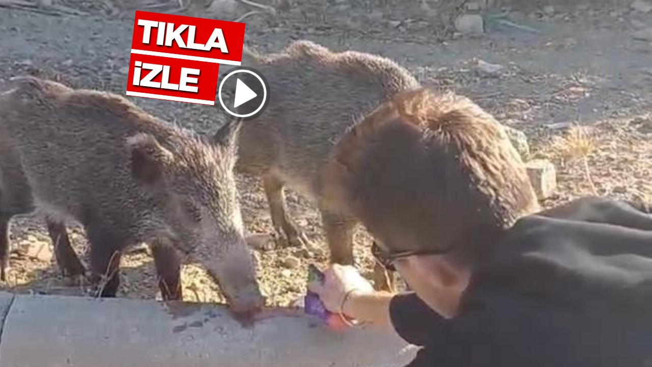 Bodrum’da iğrenç görüntü! Elleriyle domuz beslediler