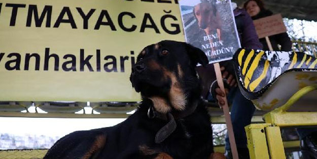 Bodrum'da köpeklerin zehirlenerek telef edilmesine tribünde protesto