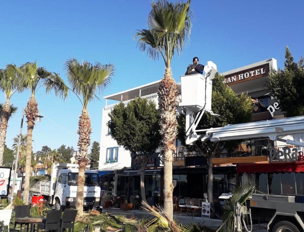 Bodrum’da palmiye ağaçlarına kışlık bakım başladı 