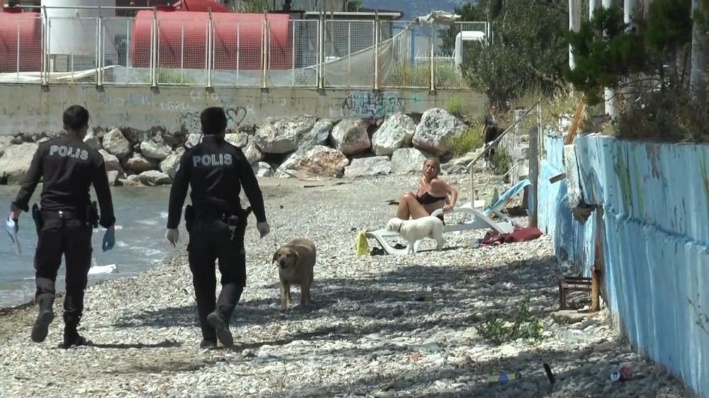 Bodrum’da sahilde sere serpe güneşlenirken yakalandı 