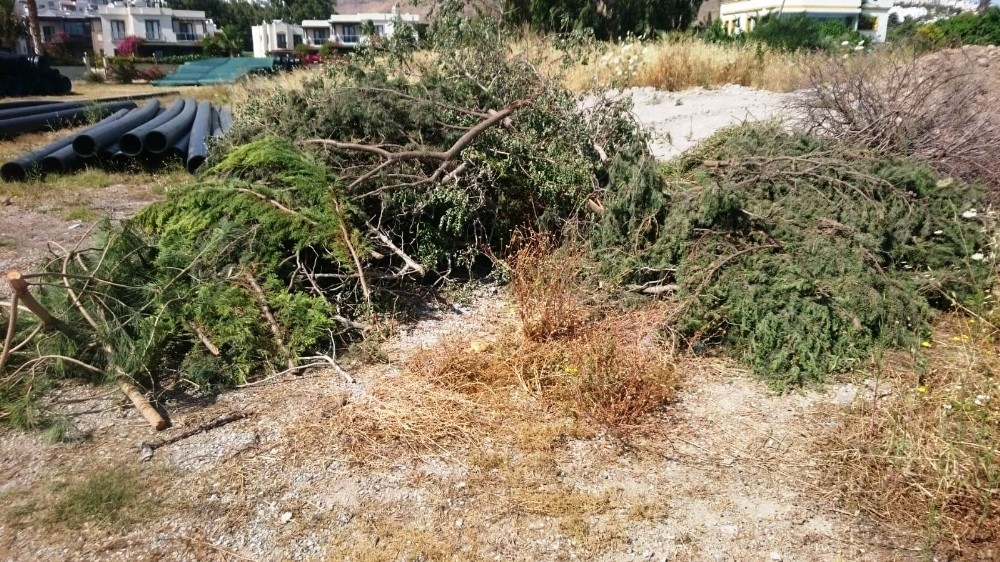 Bodrum’da sahili genişletmek için ağaç katliamı yaptılar 